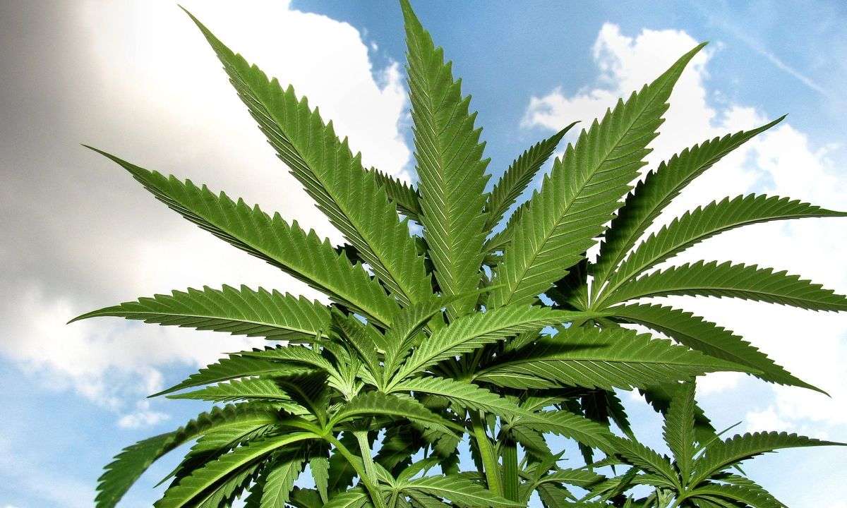 House Approves Cannabis Banking, Employment & DC Provisions