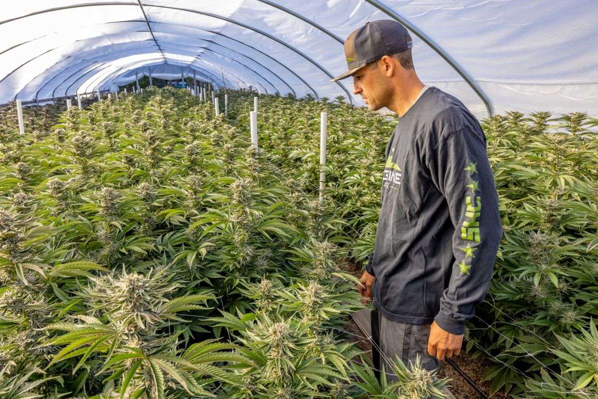 Times Are Really, Really Tough: Plummeting Cannabis Prices Strain Small Northern California Farmers