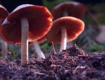 Why The Cannabis Industry Should Make Room For Mushrooms