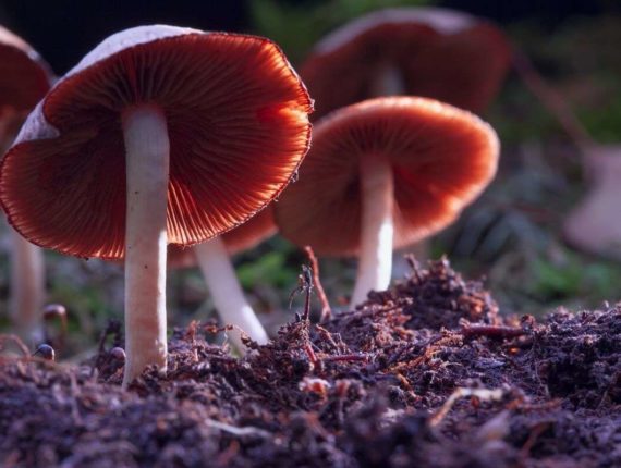 Why The Cannabis Industry Should Make Room For Mushrooms
