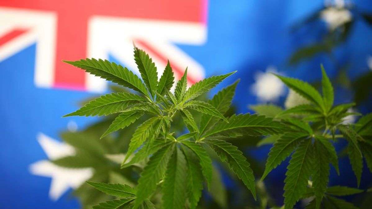 Cannabis Use In Australia Rose Significantly During First COVID-19 Lockdown