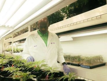Violas Harrington Institute Provides Education to Bring New Wave of Talent to Cannabis Industry