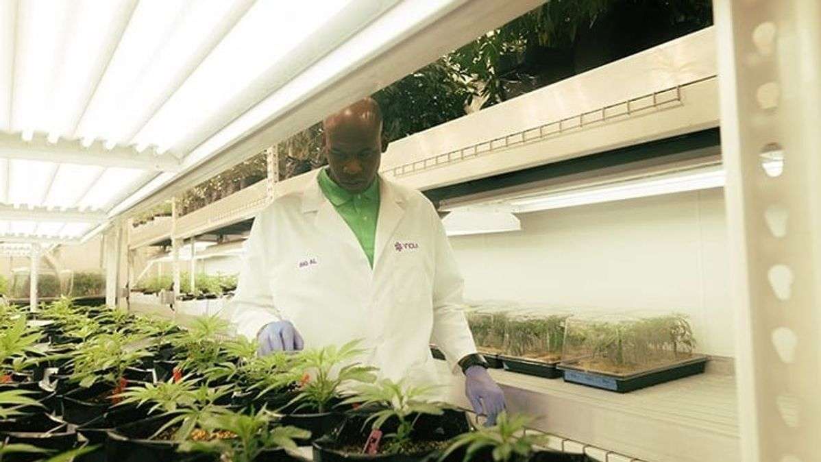 Violas Harrington Institute Provides Education to Bring New Wave of Talent to Cannabis Industry