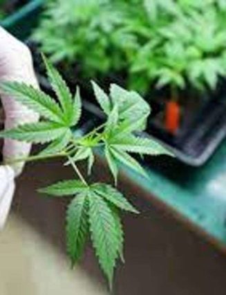 Huntington welcomes medical cannabis education center