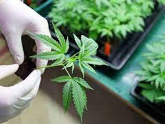 Huntington welcomes medical cannabis education center