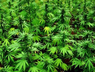 Germany Moves To Legalize Cannabis, Second Country After Malta In Europe