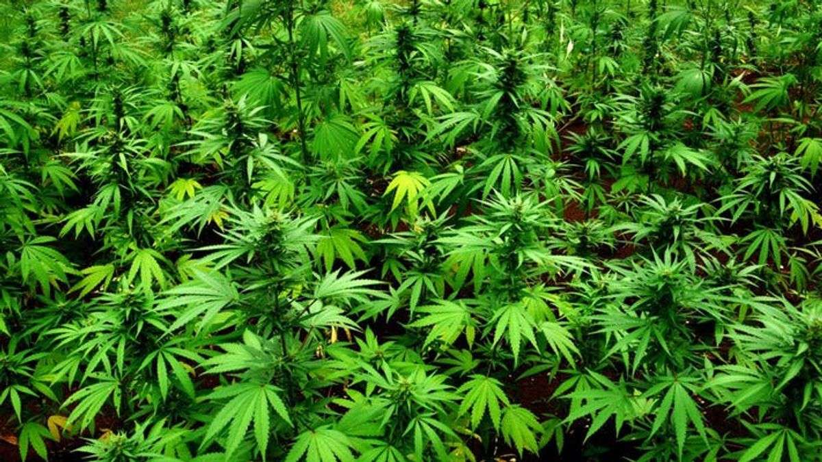 Germany Moves To Legalize Cannabis, Second Country After Malta In Europe