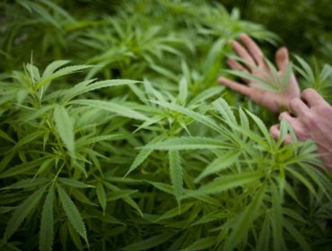Iowa senators want to legalize marijuana in state constitution