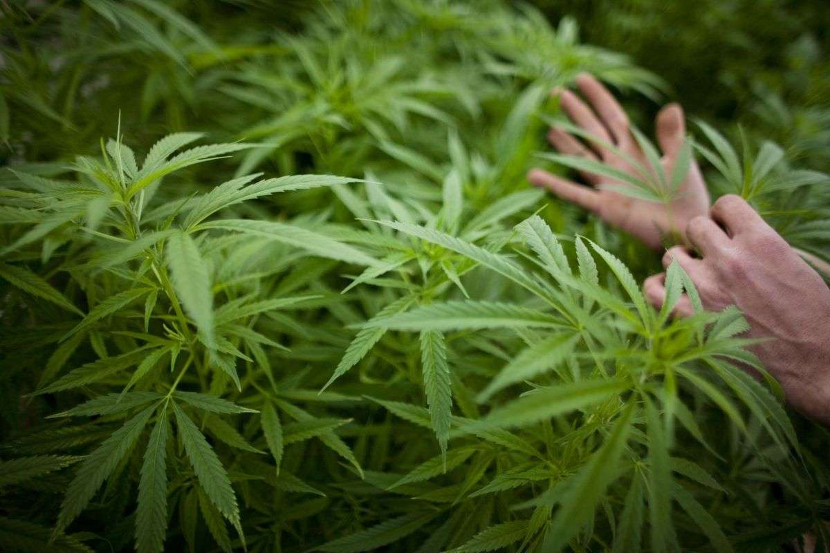 Iowa senators want to legalize marijuana in state constitution