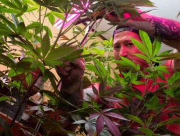 Costa-Rica-Legalizes-Medical-Marijuana