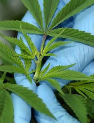 More-Than-Haf-Of-Prescriptions-For-Medicinal-Cannabis-In-Australia-Given-In-Queensland-Study-Says