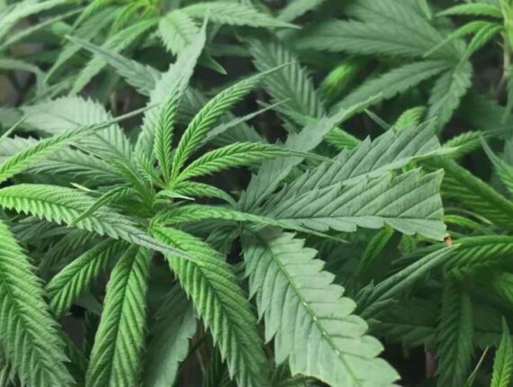 High-On-Breeding-New-Cannabis-Strains